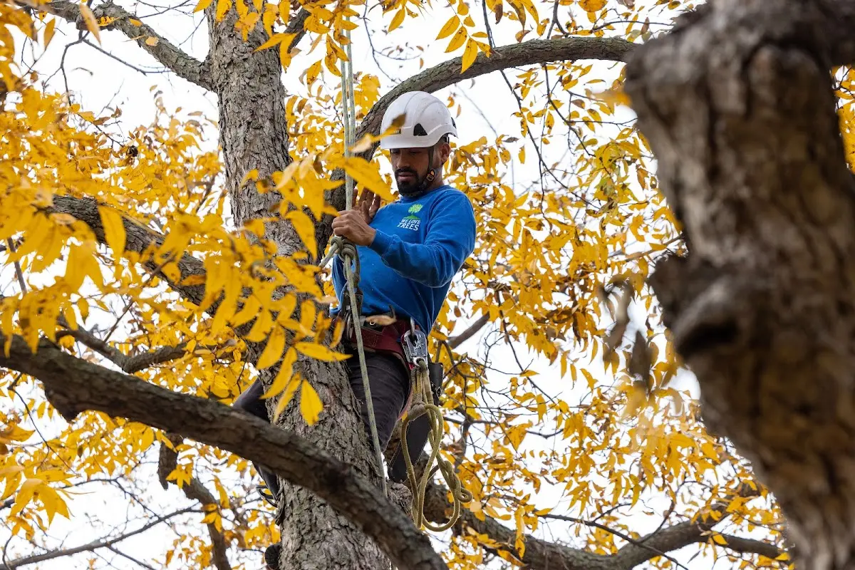 Skilled Tree Pruning crew working in Niwot